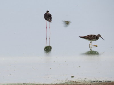 Black-necked Stilt(s) & Greater Yellowlegs IMG_2376