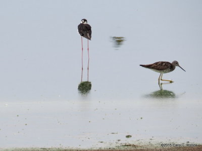 Black-necked Stilt(s) & Greater Yellowlegs      IMG_2376