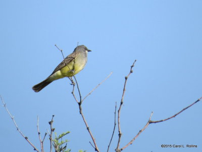 Kingbird IMG_1824