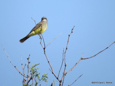 Kingbird IMG_1825