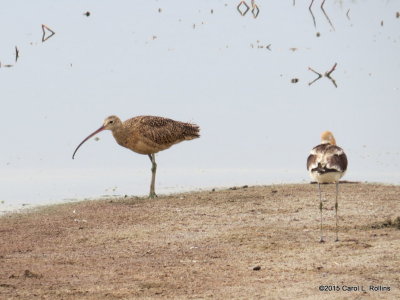 Long-billed Curlew and American Avocet 2378