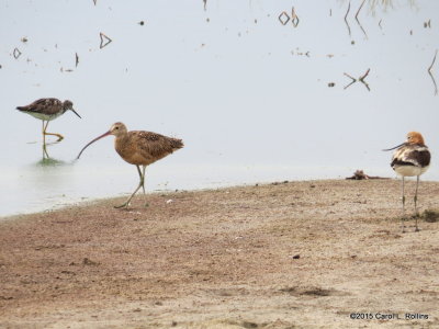 Greater Yellowlegs, Long-billed Curlew, American Avocet 2379