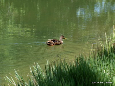 At the Wildlife Pond      P6142888