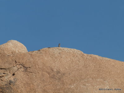 King of the Mountain P6263008