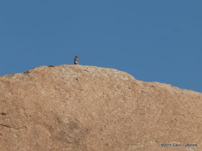 King of the Mountain   P6263008-01