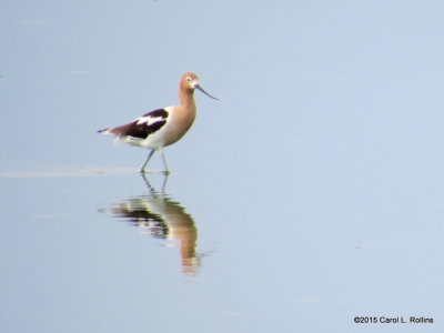 American Avocet 2447