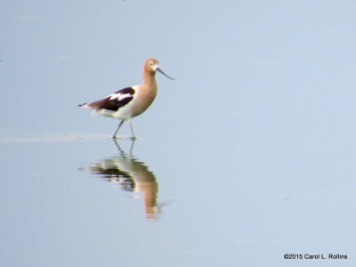 American Avocet  2447