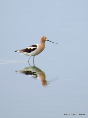 American Avocet 2448