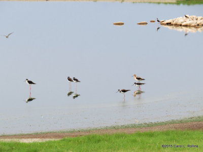 Black-necked Stilts and American Avocet   2397