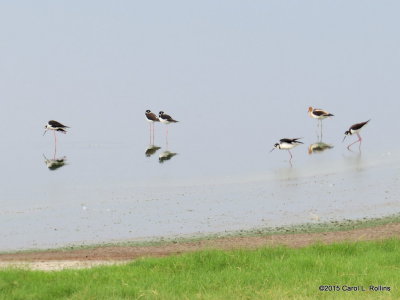 Black-necked Stilts and American Avocet 2396