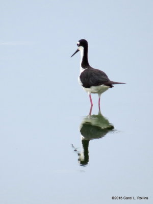 Black-necked Stilt     IMG_2435