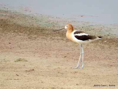 American Avocet     2488