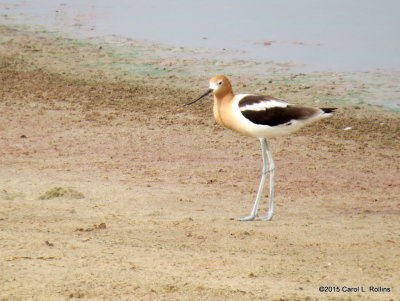 American Avocet     2487