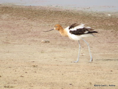 American Avocet      2486