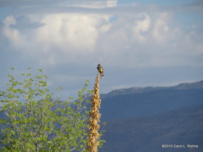 Kingbird     IMG_2721