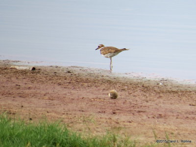 Killdeer 2449