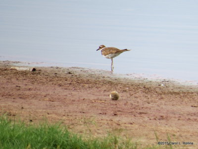 Killdeer        2449