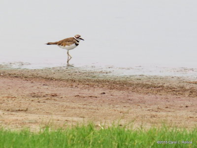 Killdeer (Plover family) 2443