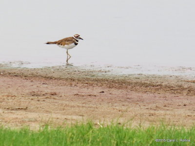 Killdeer  (Plover family)      2443