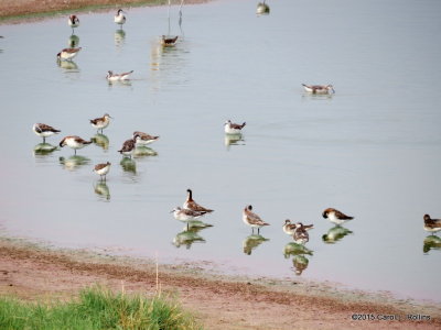 Wilson's Phalaropes      IMG_2554