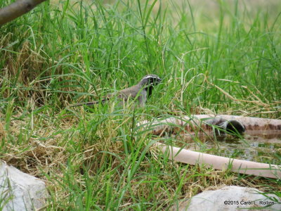 Black-throated Sparrow     IMG_2816