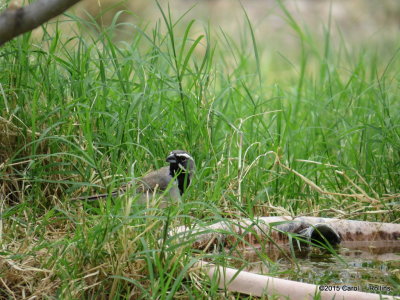 Black-throated Sparrow     IMG_2820