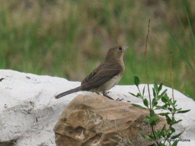 Varied Bunting female     IMG_3411