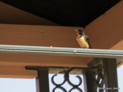 Barn Swallow     IMG_2881