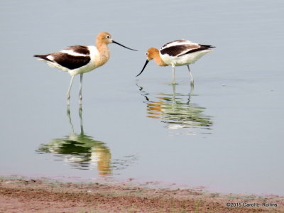 American Avocets IMG_2523