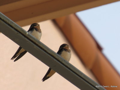 Barn Swallows     IMG_2883