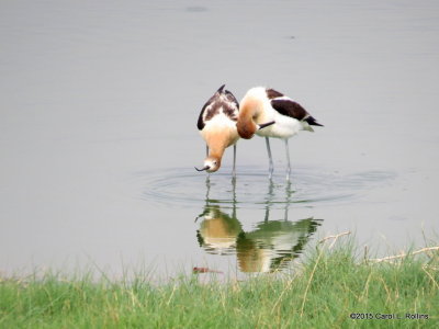American Avocets IMG_2559