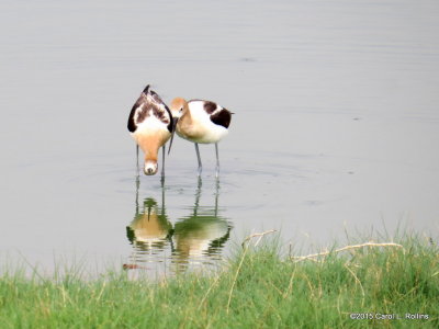 American Avocets IMG_2558