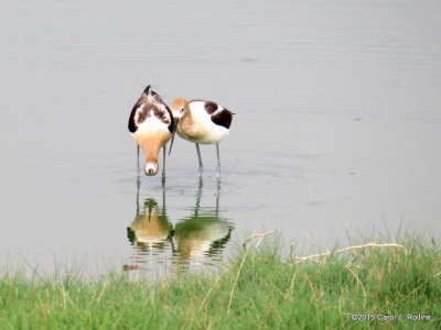 American Avocets     IMG_2558