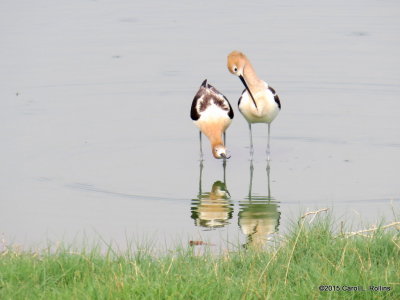 American Avocets IMG_2557
