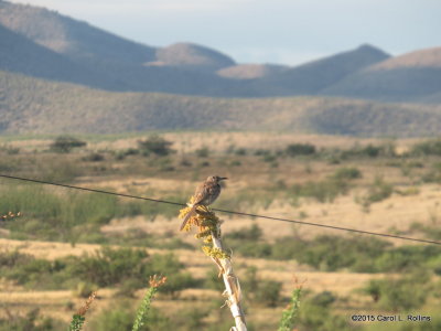 Curve-billed Thrasher IMG_2685