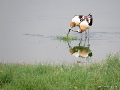 American Avocets IMG_2561