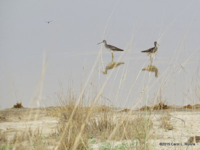 Greater Yellowlegs    2584