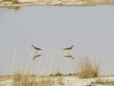 Greater Yellowlegs   2585