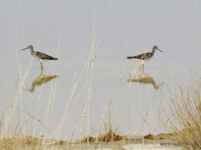 Greater Yellowlegs   2585-001