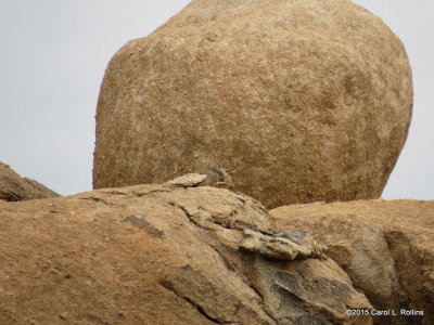 Find the Rock Squirrel  IMG_3281