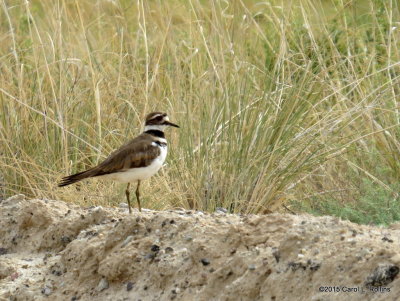 Killdeer IMG_2603
