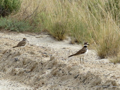 Killdeer IMG_2597