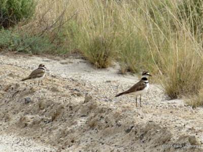 Killdeer    IMG_2597