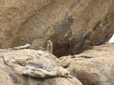 Rock Squirrel     IMG_3289
