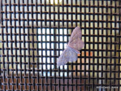 A Tiny Moth      IMG_3068