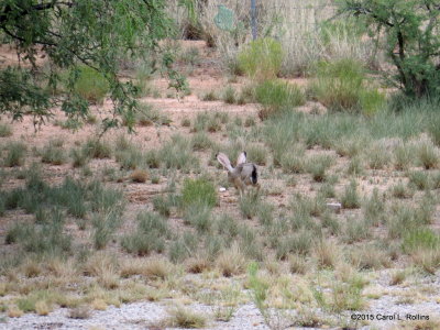 Black-tailed Jack Rabbit   IMG_3196