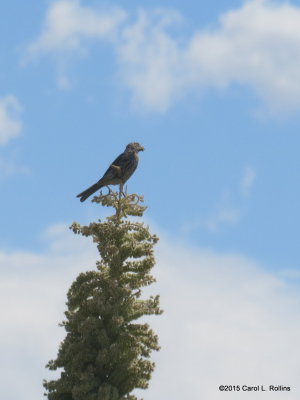 House Finch IMG_3545