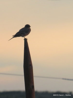 Flycatcher at Sunset IMG_3550