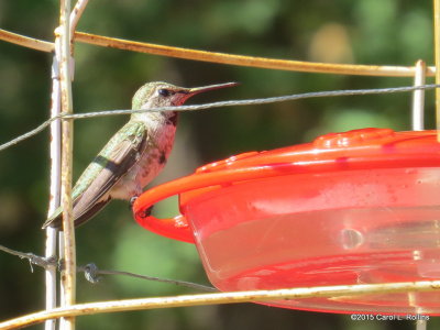 Hummingbird     3779