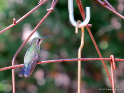 Hummingbird      3799